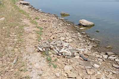 У Хаджибейському лимані на Одещині виявили замор риби У Хаджибейському лимані на Одещині виявили замор риби