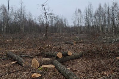 На Житомирщині продовжують знищувати ліси: невідомі вирубали 35 гектарів дерев На Житомирщині продовжують знищувати ліси: невідомі вирубали 35 гектарів дерев