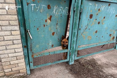 собака за парканом у селі Предтечине, Донецька область, 16 лютого 2024 рік собака за парканом у селі Предтечине, Донецька область, 16 лютого 2024 рік