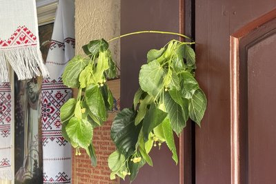 День Святої Трійці, Свято-Троїцький храм ПЦУ, Ужгород День Святої Трійці, Свято-Троїцький храм ПЦУ, Ужгород