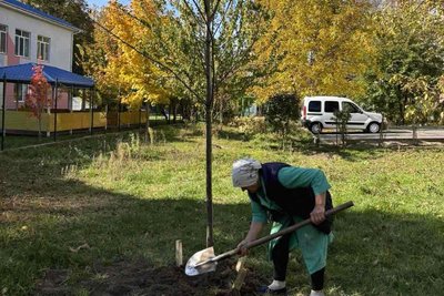 У Вінниці висадять півтисячі дерев біля житлових будинків У Вінниці висадять півтисячі дерев біля житлових будинків
