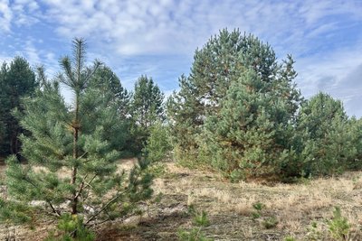 Маслюки, моховики та білі: фотопрогулянка лісом у Мартинівці на Рівненщині Маслюки, моховики та білі: фотопрогулянка лісом у Мартинівці на Рівненщині