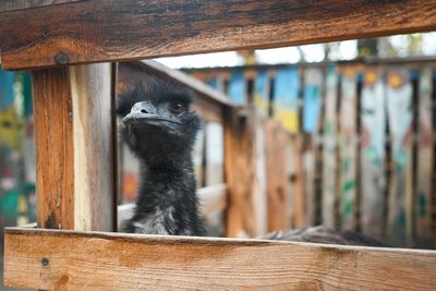 "Люди приходять, коли вибухи". Як у середмісті Сум працює контактний зоопарк "Люди приходять, коли вибухи". Як у середмісті Сум працює контактний зоопарк