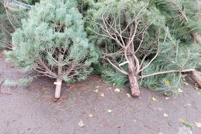 В Одесі зафіксували випадки незаконного продажу ялинок В Одесі зафіксували випадки незаконного продажу ялинок