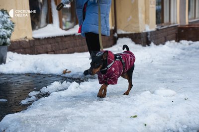 Одеса у негоду, в Одесі випав сніг Одеса у негоду, в Одесі випав сніг