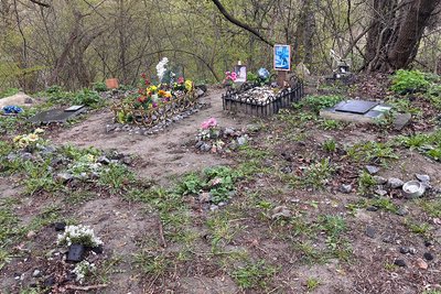 Стихійне кладовище тварин біля річки у Житомирі: чи є альтернатива