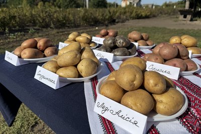 Фіолетова — популярна, а жовта — смачніша: яку картоплю вирощують на Сумщині Фіолетова — популярна, а жовта — смачніша: яку картоплю вирощують на Сумщині