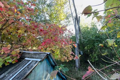 У селі на Житомирщині збереглися діючі криниці-журавлі з питною водою У селі на Житомирщині збереглися діючі криниці-журавлі з питною водою