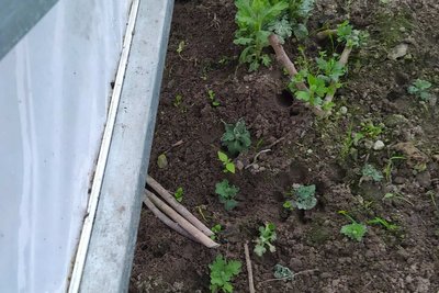 Вирощує квіти для благодійності: на Рівненщині квітникарка перетворює хобі у допомогу військовим Вирощує квіти для благодійності: на Рівненщині квітникарка перетворює хобі у допомогу військовим