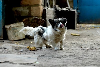 Собака у місті Сіверськ, Донецька область Собака у місті Сіверськ, Донецька область