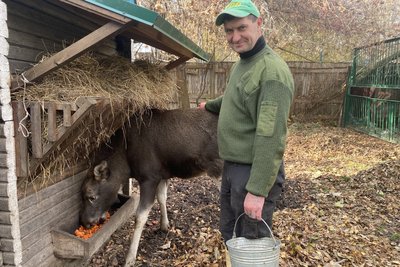 В Луцькому зоопарку показали лосеня, яке виходжували 10 місяців В Луцькому зоопарку показали лосеня, яке виходжували 10 місяців