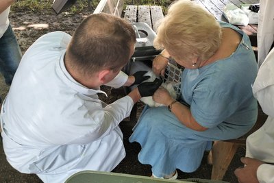 У Луцьку вакцинували від сказу котів і собак У Луцьку вакцинували від сказу котів і собак