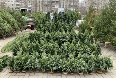 Виявили порушення: у Миколаєві перевіряють місця продажу ялинок Виявили порушення: у Миколаєві перевіряють місця продажу ялинок