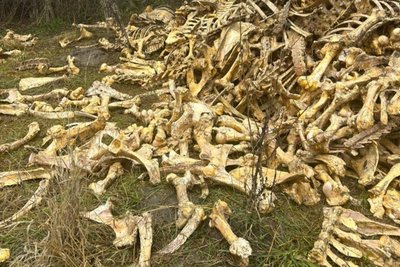Кістки біля села Мерло на Харківщині Кістки біля села Мерло на Харківщині