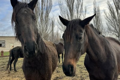 Врятовані з-під обстрілів: як евакуйовані коні звикають до нового дому в Миколаєві Врятовані з-під обстрілів: як евакуйовані коні звикають до нового дому в Миколаєві