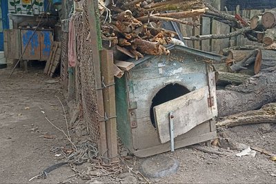 У одному з домогосподарств Житомира загинули домашні собаки і коти — поліція розпочала розслідування У одному з домогосподарств Житомира загинули домашні собаки і коти — поліція розпочала розслідування