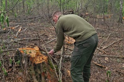 На Житомирщині невідомі незаконно вирубали понад 300 дерев — на місце викликали екологів На Житомирщині невідомі незаконно вирубали понад 300 дерев — на місце викликали екологів