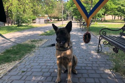 Всьому навчались разом. Миколаївський нацгвардієць розповів про професійний шлях з підопічною вівчаркою Всьому навчались разом. Миколаївський нацгвардієць розповів про професійний шлях з підопічною вівчаркою