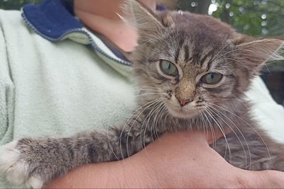 У одному з домогосподарств Житомира загинули домашні собаки і коти — поліція розпочала розслідування У одному з домогосподарств Житомира загинули домашні собаки і коти — поліція розпочала розслідування