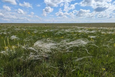 Степ замість пустелі: як Тарутинський степ допомагає стримувати опустелювання півдня Одещини Степ замість пустелі: як Тарутинський степ допомагає стримувати опустелювання півдня Одещини