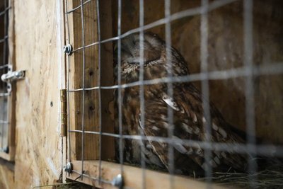 "Люди приходять, коли вибухи". Як у середмісті Сум працює контактний зоопарк "Люди приходять, коли вибухи". Як у середмісті Сум працює контактний зоопарк