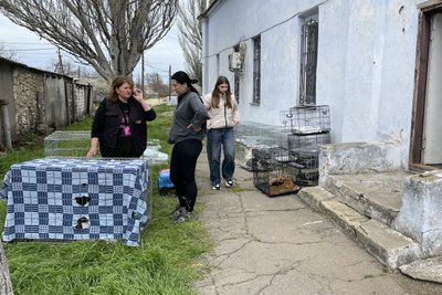 Безплатна стерилізація: у Новій Одесі прооперували безпритульних та безпородних тварин Безплатна стерилізація: у Новій Одесі прооперували безпритульних та безпородних тварин