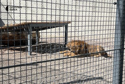 Тепла підлога та зимівник: в Одеському зоопарку побудували вольєр для евакуйованих з Харкова білих левів Тепла підлога та зимівник: в Одеському зоопарку побудували вольєр для евакуйованих з Харкова білих левів
