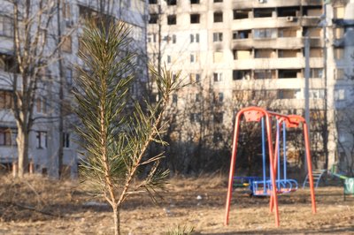 Сосна Харків Сосна Харків