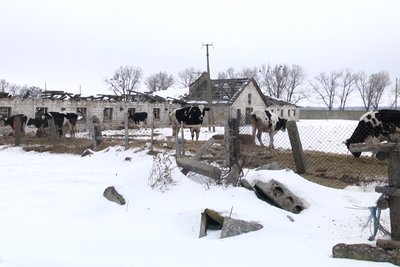 Ситуація на держпідприємстві "Рихальське" на Житомирщині: місцеві жителі розповіли, що тварини продовжують голодувати Ситуація на держпідприємстві "Рихальське" на Житомирщині: місцеві жителі розповіли, що тварини продовжують голодувати