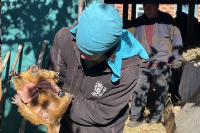 Володимир Ронкін досліджує бабаків Володимир Ронкін досліджує бабаків