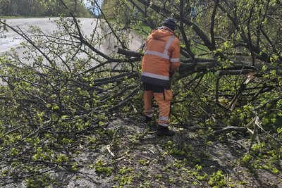 Сильний вітер на Житомирщині повалив дерева на дороги: без світла залишаються 27 населених пунктів Сильний вітер на Житомирщині повалив дерева на дороги: без світла залишаються 27 населених пунктів