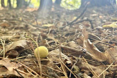 Маслюки, моховики та білі: фотопрогулянка лісом у Мартинівці на Рівненщині Маслюки, моховики та білі: фотопрогулянка лісом у Мартинівці на Рівненщині