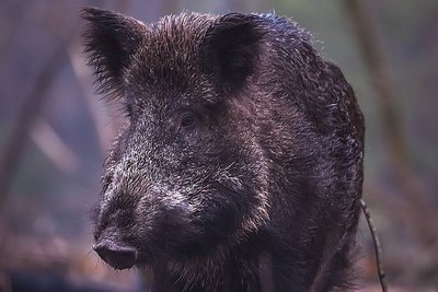Лосі, вовки, куниці, зайці та рябчики: у лісах Київщини провели перепис "населення" Лосі, вовки, куниці, зайці та рябчики: у лісах Київщини провели перепис "населення"