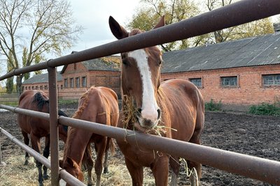 На Роменщині чоловік береже тракененську породу коней, якій майже 300 років На Роменщині чоловік береже тракененську породу коней, якій майже 300 років