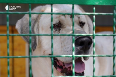 Як доглядають в Одесі врятованих після підриву Каховської ГЕС собак Як доглядають в Одесі врятованих після підриву Каховської ГЕС собак