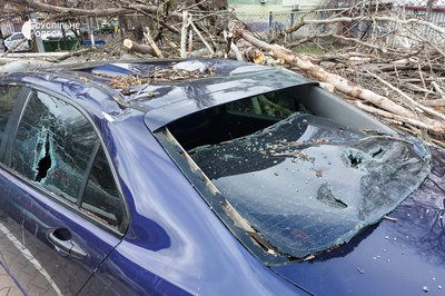 В Одесі дерево впало на жінку В Одесі дерево впало на жінку