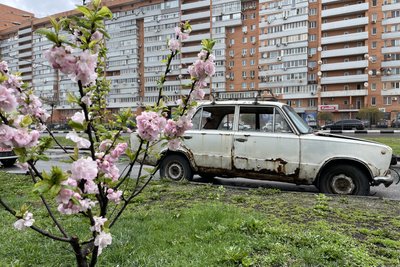 У Харкові квітнуть сакури, які садили рік тому під обстрілами У Харкові квітнуть сакури, які садили рік тому під обстрілами