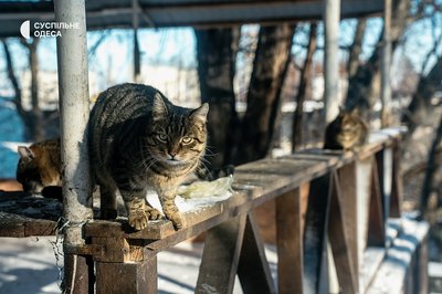 Одеса сонячна та засніжена: який вигляд має місто після негоди. Фоторепортаж Одеса сонячна та засніжена: який вигляд має місто після негоди. Фоторепортаж