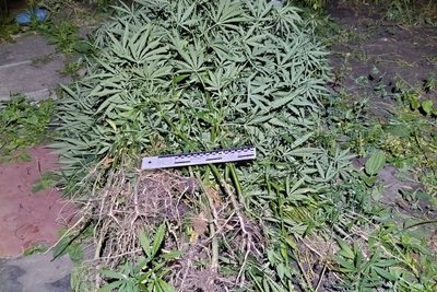 Зірвані кущі конопель Зірвані кущі конопель