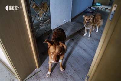 Покинуті собаки у будинку в одному з приватних секторів Бахмута, лютий 2023 року