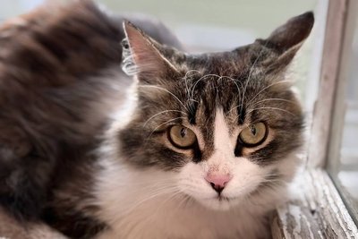 AdoptMe Days в Києві: більше 110 тварин знайшли родини за два дні