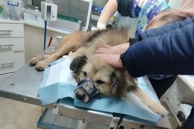 Внаслідок удару по Кривому Рогу поранено собаку Внаслідок удару по Кривому Рогу поранено собаку