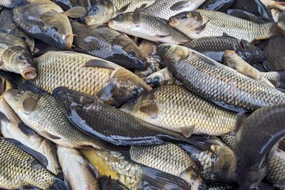 Водосховище на Волині зарибнили кором і білим амуром за кошти місцевого бюджету Водосховище на Волині зарибнили кором і білим амуром за кошти місцевого бюджету