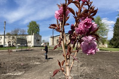 У Близнюках висадили алею сакур у пам'ять про загиблих захисників, чорнобильців та афганців У Близнюках висадили алею сакур у пам'ять про загиблих захисників, чорнобильців та афганців