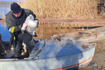 На півдні Одещини врятували лебедя, який замерз у крижині в ставку На півдні Одещини врятували лебедя, який замерз у крижині в ставку