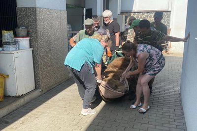 Троє луцьких ведмедів поїхали у Молдову Троє луцьких ведмедів поїхали у Молдову