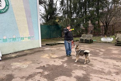 Собака на ім’я Вовчиця живе у житомирському центрі захисту тварин та шукає родину Собака на ім’я Вовчиця живе у житомирському центрі захисту тварин та шукає родину