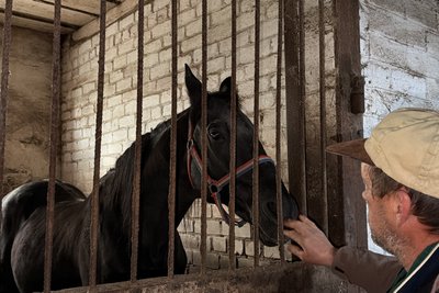 На Роменщині чоловік береже тракененську породу коней, якій майже 300 років На Роменщині чоловік береже тракененську породу коней, якій майже 300 років
