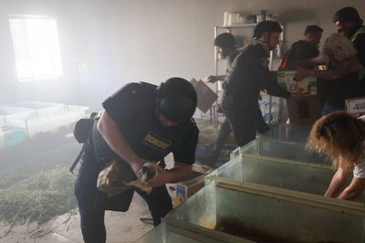 Психолог ДСНС рятує морську свинку з віварію після удару РФ по Харківському зоопарку, 15 червня 2026 року Психолог ДСНС рятує морську свинку з віварію після удару РФ по Харківському зоопарку, 15 червня 2026 року