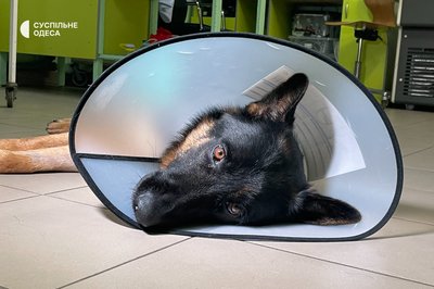 "Був в дуже поганому стані": в Одесі лікують песика, пораненого внаслідок обстрілу на Херсонщині "Був в дуже поганому стані": в Одесі лікують песика, пораненого внаслідок обстрілу на Херсонщині